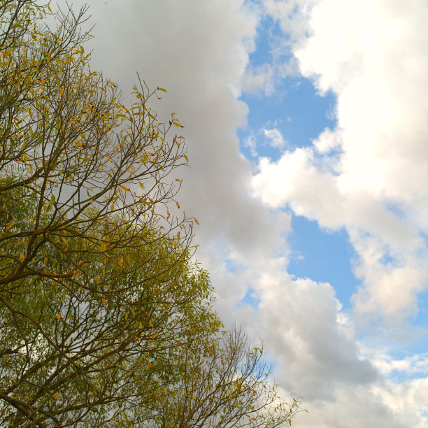 天空映衬着黄色树叶的树图片下载