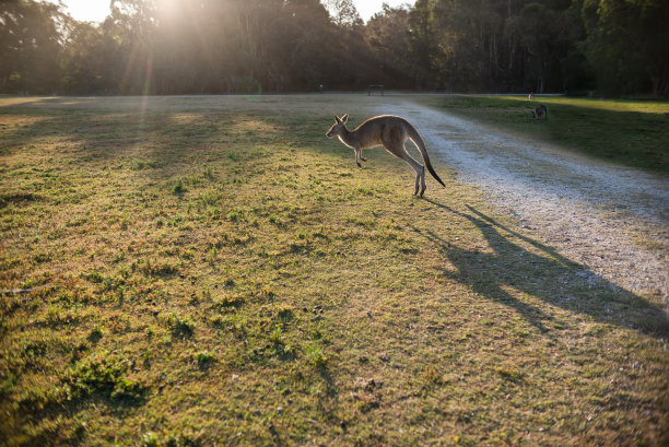 野生动物年幼的孩子孩子成人跑步跳跃袋鼠澳大利亚动物图片下载
