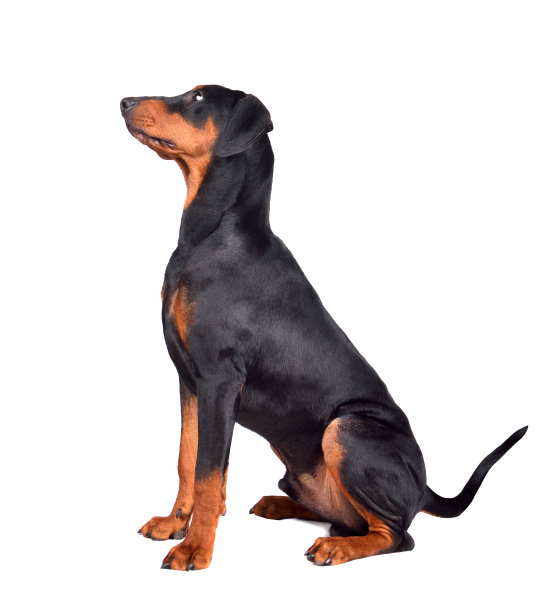 棕黑相间的德国平舍犬图片下载