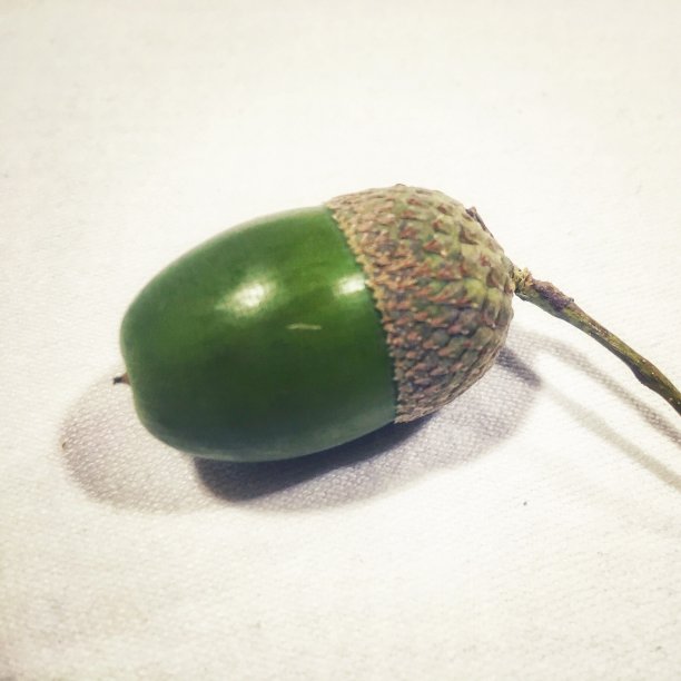 绿色橡子图片下载