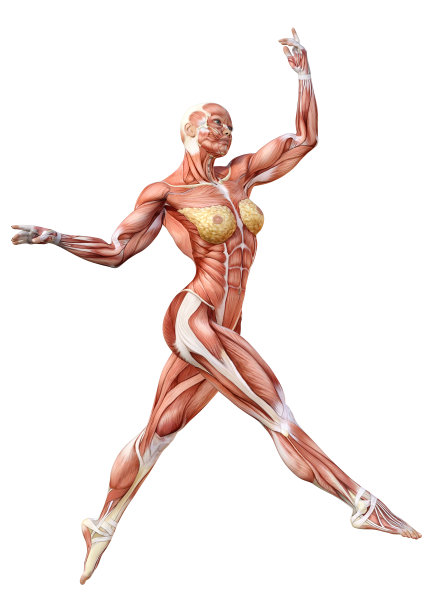 3D插图女性数字与肌肉地图上的白色图片下载