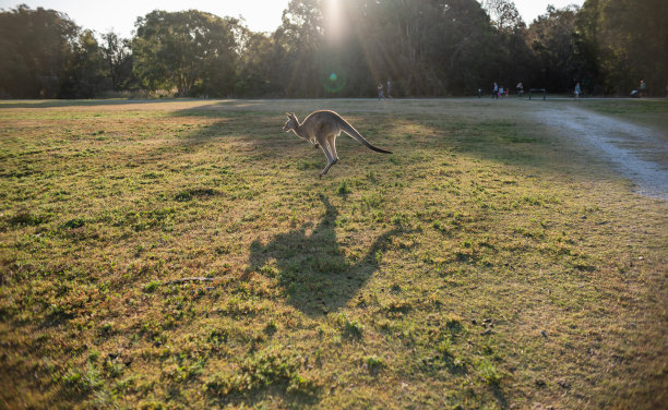 野生动物年幼的孩子孩子成人跑步跳跃袋鼠澳大利亚动物图片下载