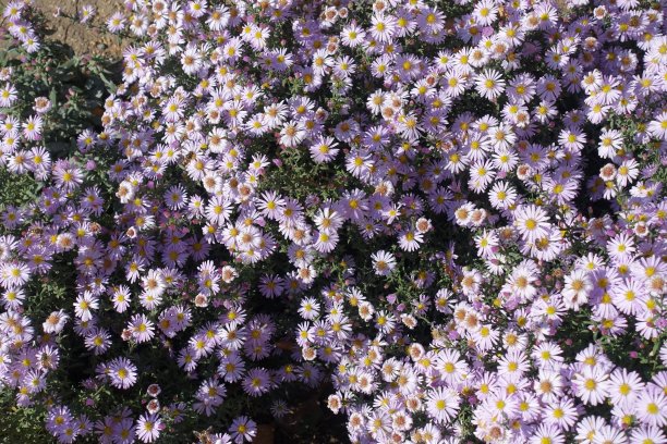 10月份开着许多粉红色花的浓密的紫菀图片下载