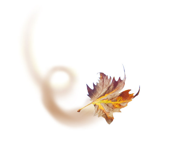 叶褐在风中飞舞，孤立在白色背景的秋天季节图片下载