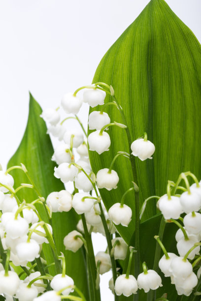 孤立在白色上的铃兰(铃兰属)图片下载