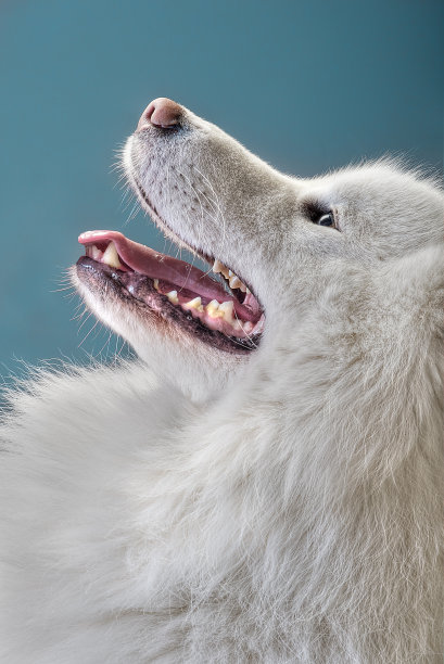 萨莫耶德人的狗图片下载