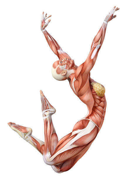 3D插图女性数字与肌肉地图上的白色图片下载