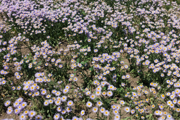 六月里开大量的花图片下载