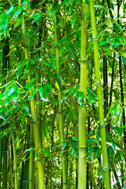 竹背景在全尺寸图片下载