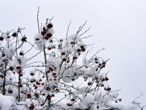 树被雪覆盖，冬天风景如画，天气恶劣，季节寒冷图片下载