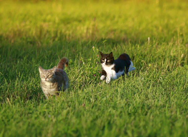 在春天明亮的草地上，两只小猫在绿色的草地上互相追逐图片下载