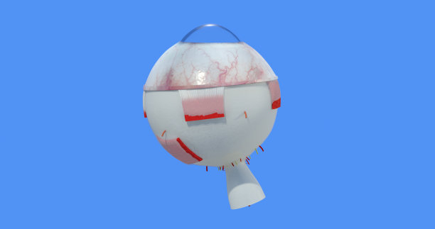 眼部解剖。肌肉，角膜，结膜，巩膜，旋静脉，纤毛动脉，神经，腱被膜。准确，高度详细和现实的3D插图显示主要部分。蓝色背景。图片下载