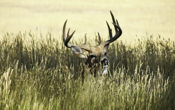 巴克躲在高草丛中图片下载