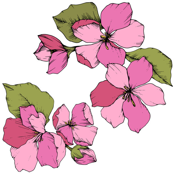 向量苹果花花植物花。粉红色和绿色的雕刻水墨艺术。孤立花插图元素。图片下载