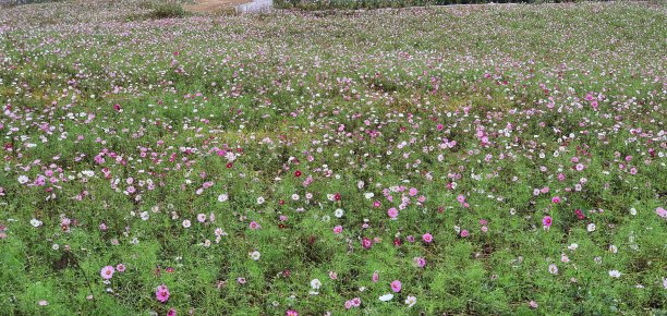 秋天的风景图片下载
