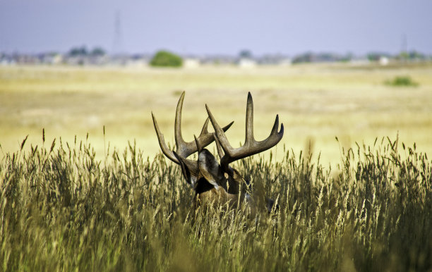 巴克躲在高草丛中图片下载