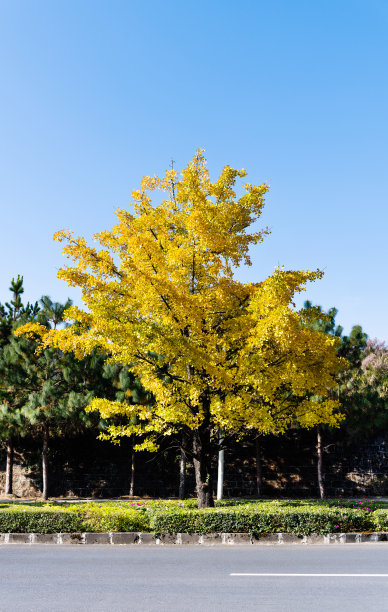 路边一棵黄色的银杏树图片下载