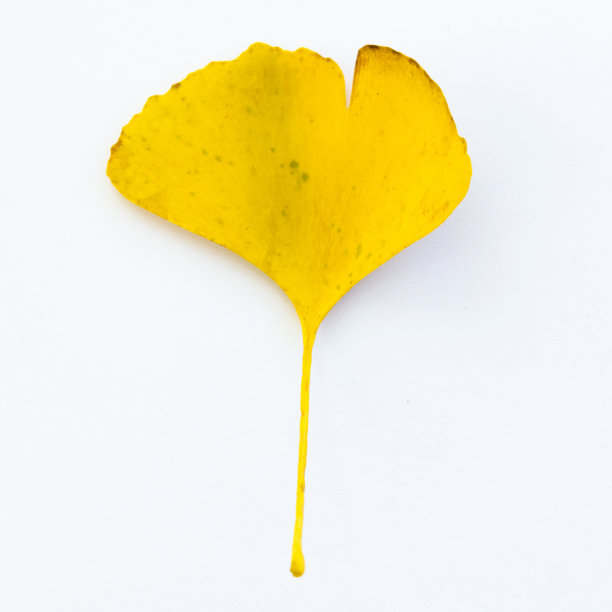 白色背景上的黄色银杏叶图片下载