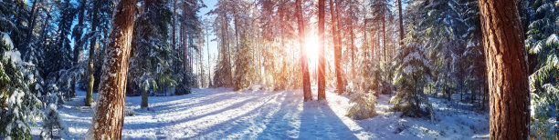 松树上覆盖着积雪图片下载