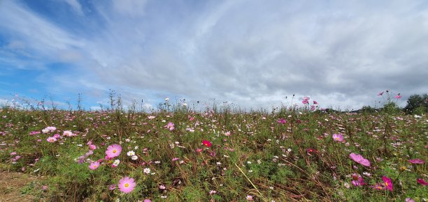 秋天的风景图片下载