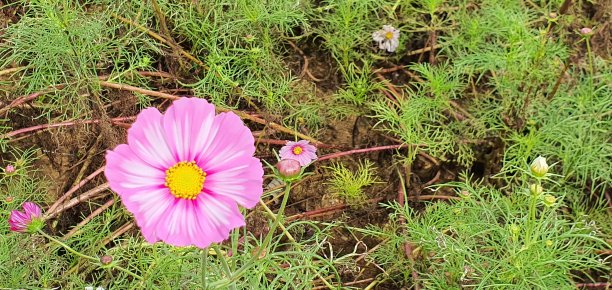 秋天的风景图片下载