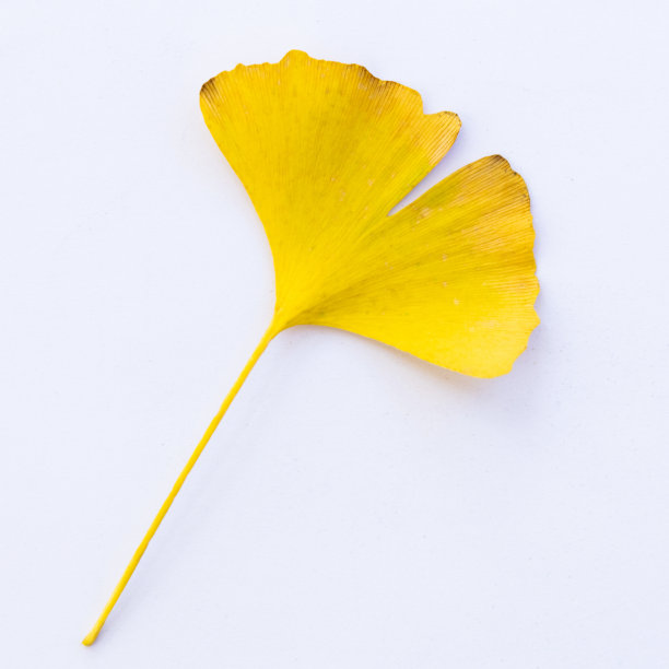 白色背景上的黄色银杏叶图片下载