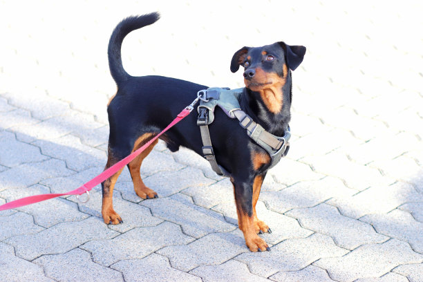 可爱的小狗看着它的主人图片下载