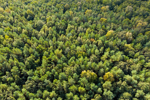 秋天森林的鸟瞰图图片下载