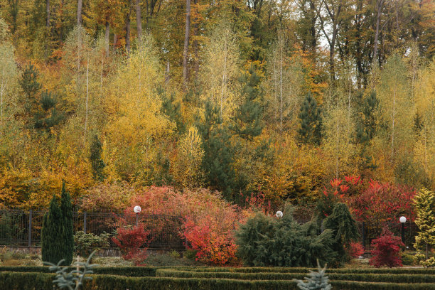 不同颜色的古老森林。黄色，绿色和红色图片下载