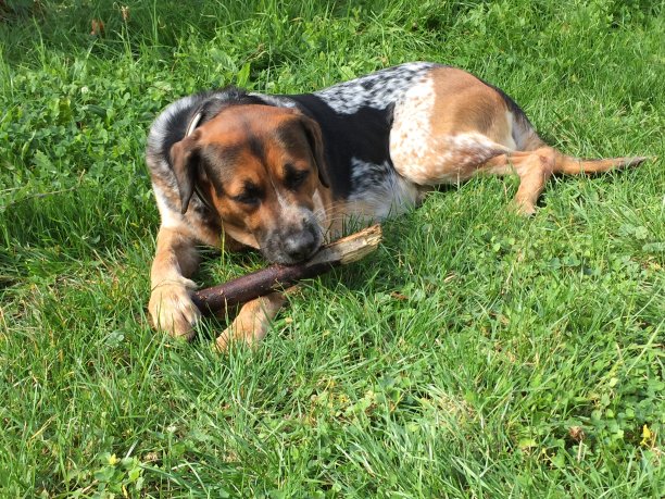 咬木棍的杂种狗图片下载