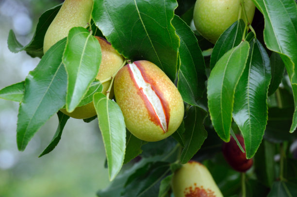 枣树上的果实在一片绿叶的映衬下图片下载