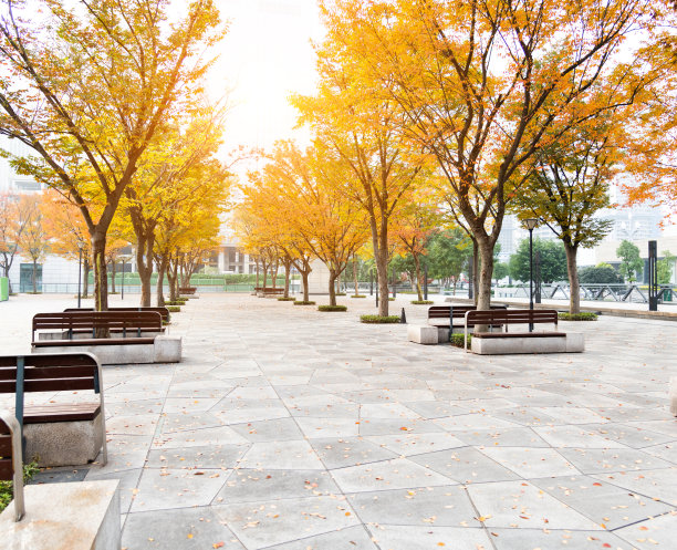 秋天公园里的树图片下载