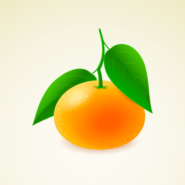柑橘与树叶隔离的背景详细矢量插图图片下载
