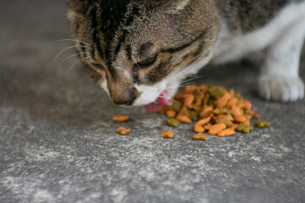 一只猫在街道上吃东西，背景模糊。图片下载