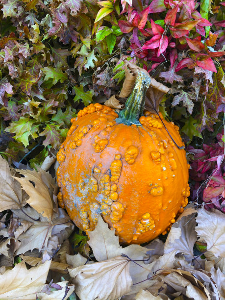 Pumkin叶子上图片下载