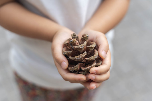 抱松果的孩子图片下载