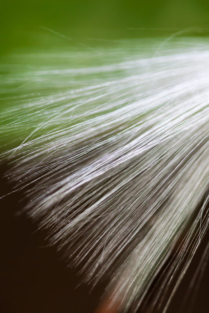 神奇的不知名的毛茸茸的白花落在绿叶上。图片下载