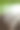 神奇的不知名的毛茸茸的白花落在绿叶上。图片下载