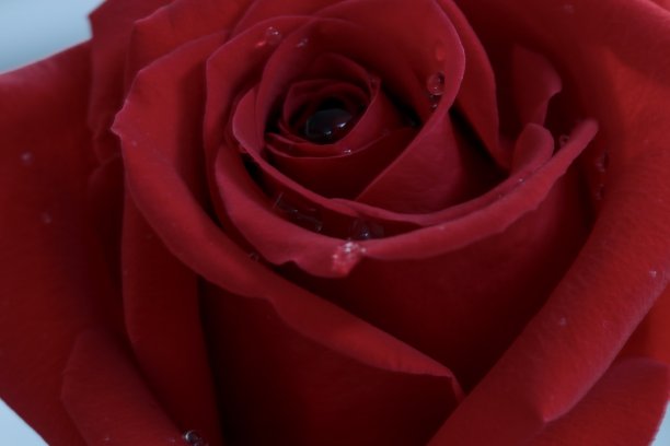 雨点红玫瑰图片下载