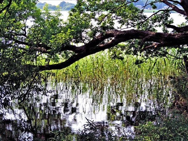 在湖边图片下载