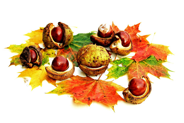 色彩缤纷的秋天背景与栗子，秋天的叶子，苹果和榛子图片下载