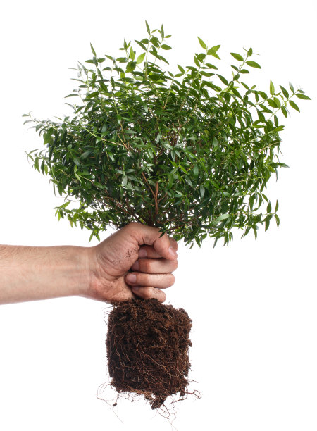 男手和小绿树图片下载