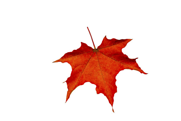 红色的枫叶秋叶在一个白色的背景特写。图片下载