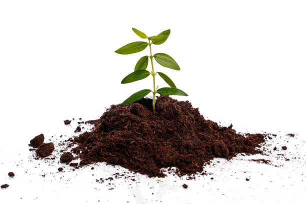 小绿芽在土壤中萌发图片下载