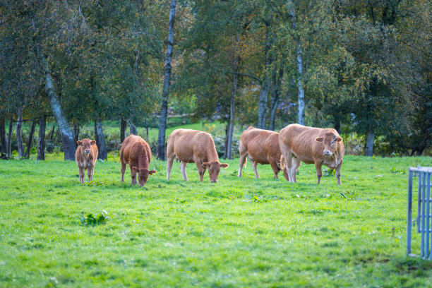牧场上的单身牛很乐意带着新鲜的欲望在外面吃草图片下载