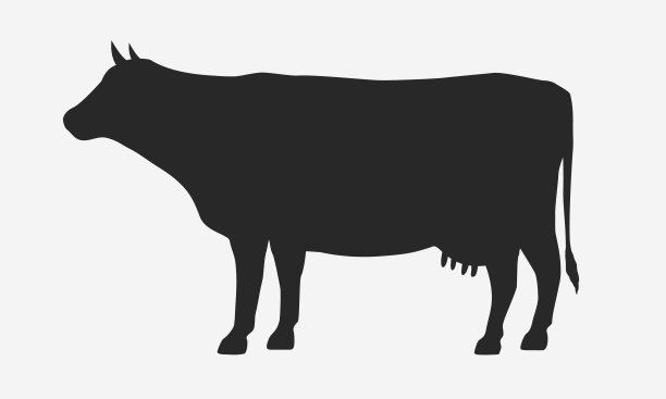 奶牛的剪影孤立在白色的背景。向量牛图标。素材图片