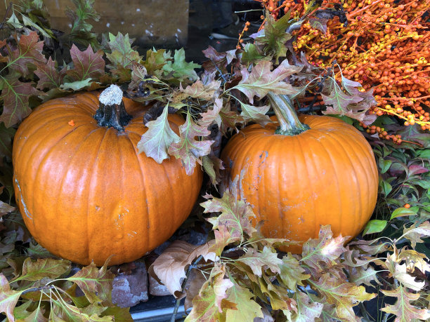 两个南瓜叶图片下载