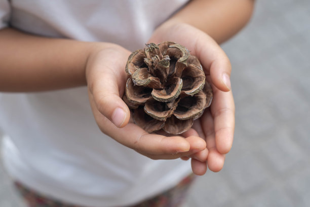 抱松果的孩子图片下载