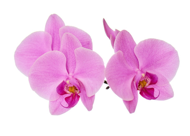 孤立在白色背景上的兰花枝。图片下载