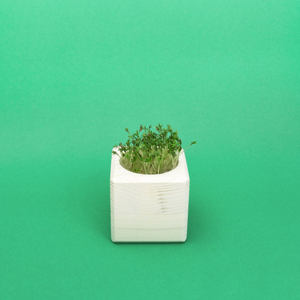 种植微型绿色蔬菜以改善饮食。芝麻芽生长在一个方形的木盆里。非常健康的蔬菜沙拉。现代的天然食品。图片下载